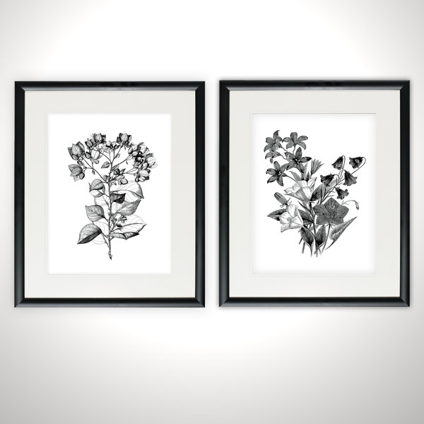 Ophelia & Co. 'Botanical Black and White' 2 Piece Framed Acrylic